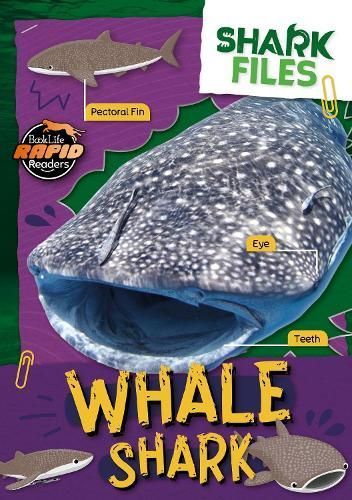 Whale Shark 9781805056874 (Paperback)