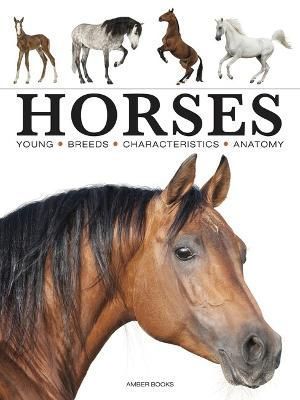Horses By Paula Hammond 9781838862596 (Paperback)