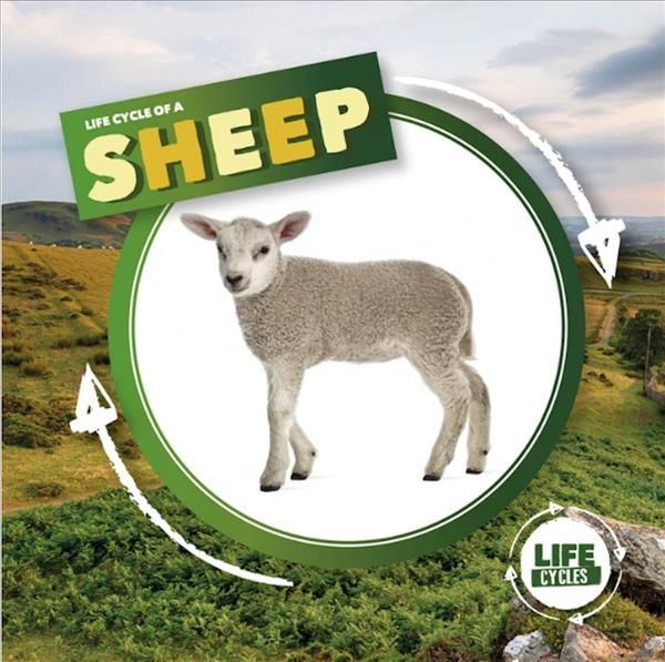 Life Cycle of a Sheep By Kirsty Holmes 9781839274756 (Hardback)