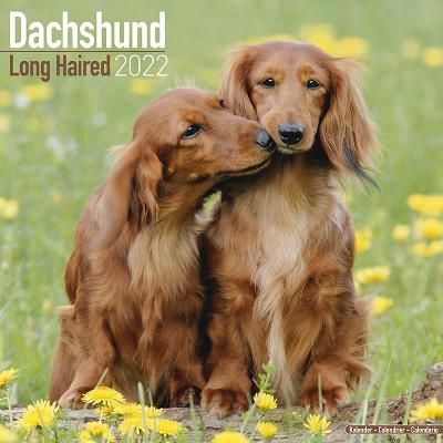 Longhaired Dachshund 2022 Wall Calendar 9781839411564 (Calendar)