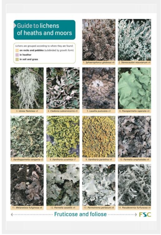 Guide to Lichens of Heaths and Moors By Frank Dobson 9781851532391