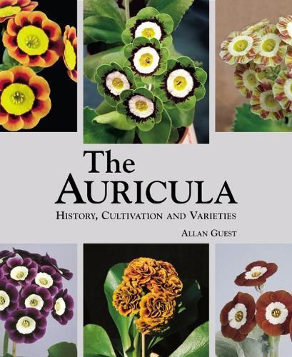 The Auricula By Allan Guest 9781870673624 (Hardback)