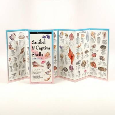Sanibel & Captiva Shells and Beach Life By Jackie Douglass (Poster)
