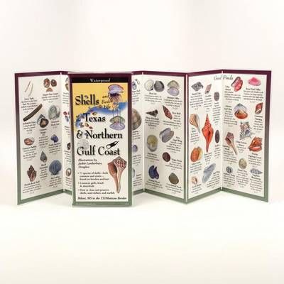 Shells and Beach Life of Texas & Northern Gulf Coast 9781893770034