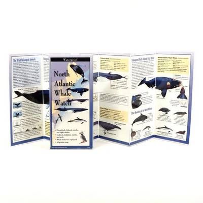 North Atlantic Whale Watch By Steven Lewers & Associates (creator)