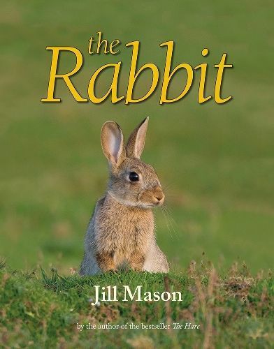 The Rabbit By Jill Mason 9781906122980 (Hardback)