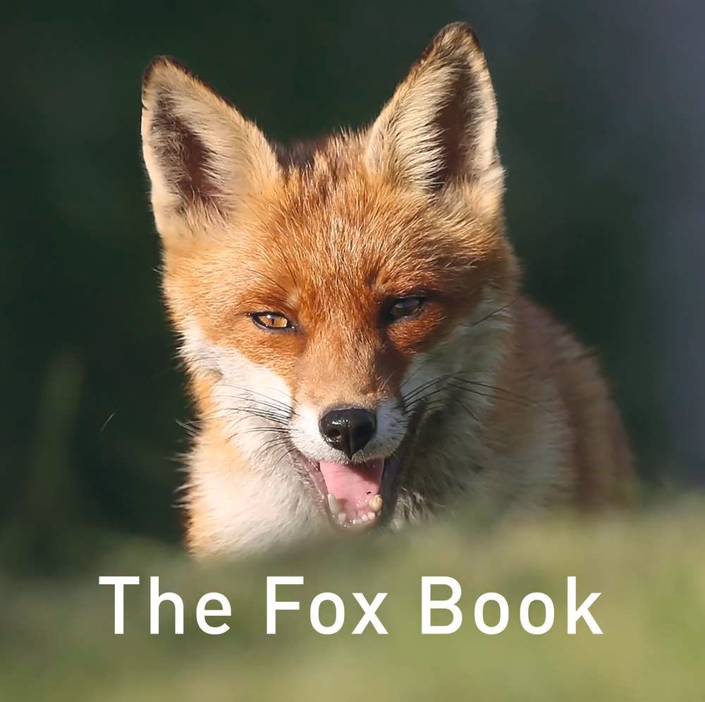 The Fox Book By Jane Russ 9781910862551 (Hardback)
