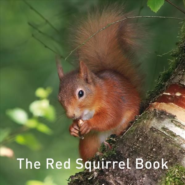 The Red Squirrel Book By Jane Russ 9781912654178 (Hardback)