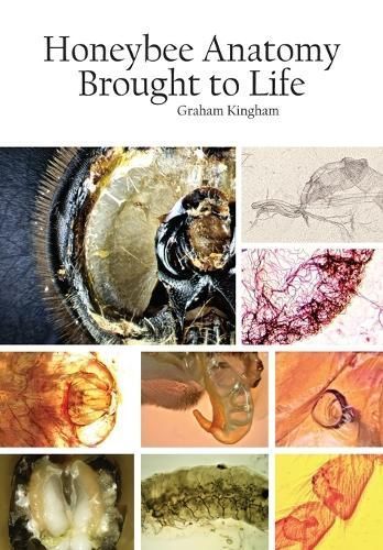Honeybee Anatomy Brought to Life 9781914934124 (Paperback)