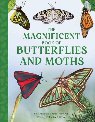 The Magnificent Book of Butterflies and Moths 9781915588425 (Hardback)