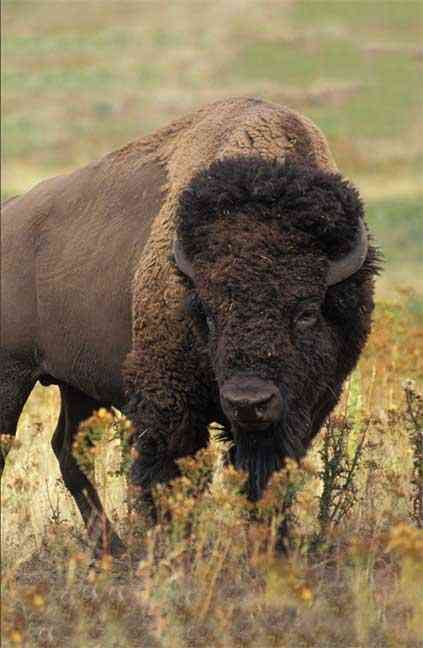 Bison Blank Journal By Nodin Press (prepared for publication)