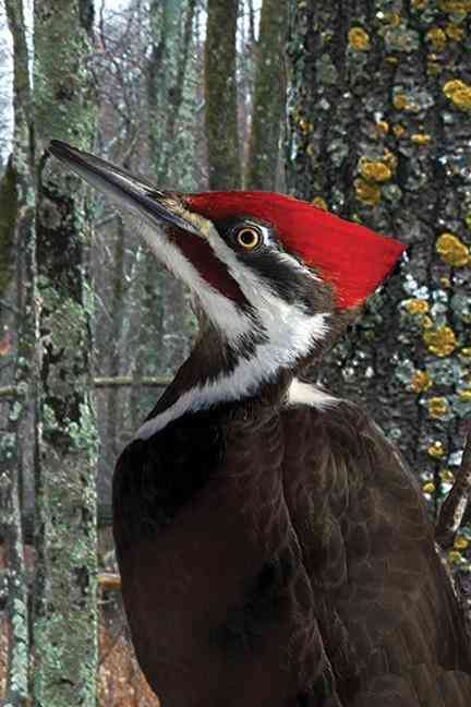 Pileated Woodpecker Blank Journal 9781935666622 (Hardback)