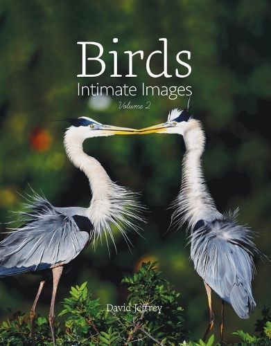 Birds By David Jeffrey 9781949248739 (Hardback)