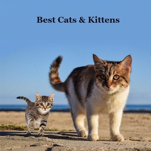 Best Cats and Kittens for Kids Book By Kinsey Marie, Billy Grinslott