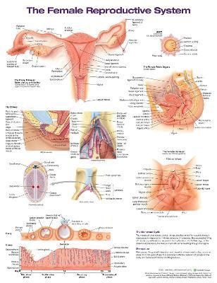 The Female Reproductive System Anatomical Chart 9781975180218