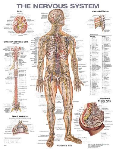 The Nervous System Anatomical Chart 9781975214326 (Wallchart)