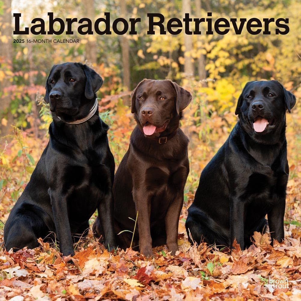 Labrador Retrievers 2025 12 X 24 Inch Monthly Square Wall Calendar Plastic-Free
