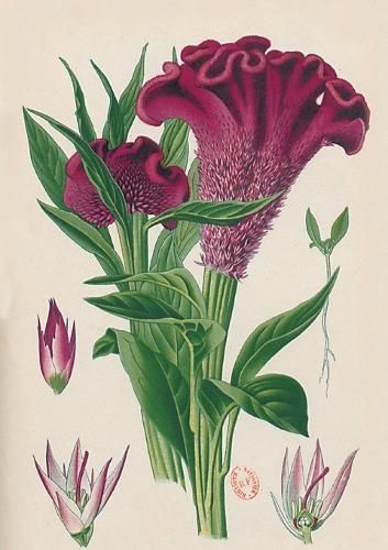 Carnet Blanc, Celosia Cristata, Dessin 19e Siecle By Desire Bois