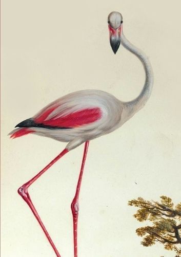 Carnet Ligne, Flamant Rose 9782016139059 (Paperback)