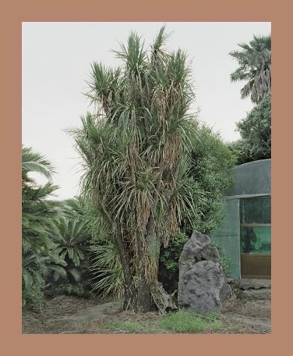Oksun Kim By ILWOO Foundation 9783775744577 (Paperback)