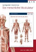 Anatomie Lernposter. Die menschliche Muskulatur 9783940698117 (Poster)